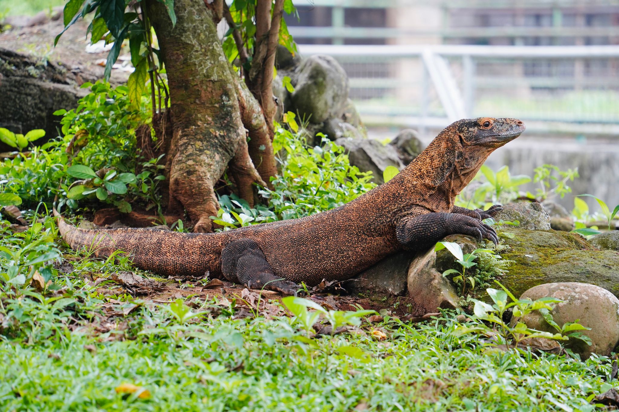 コモドドラゴン