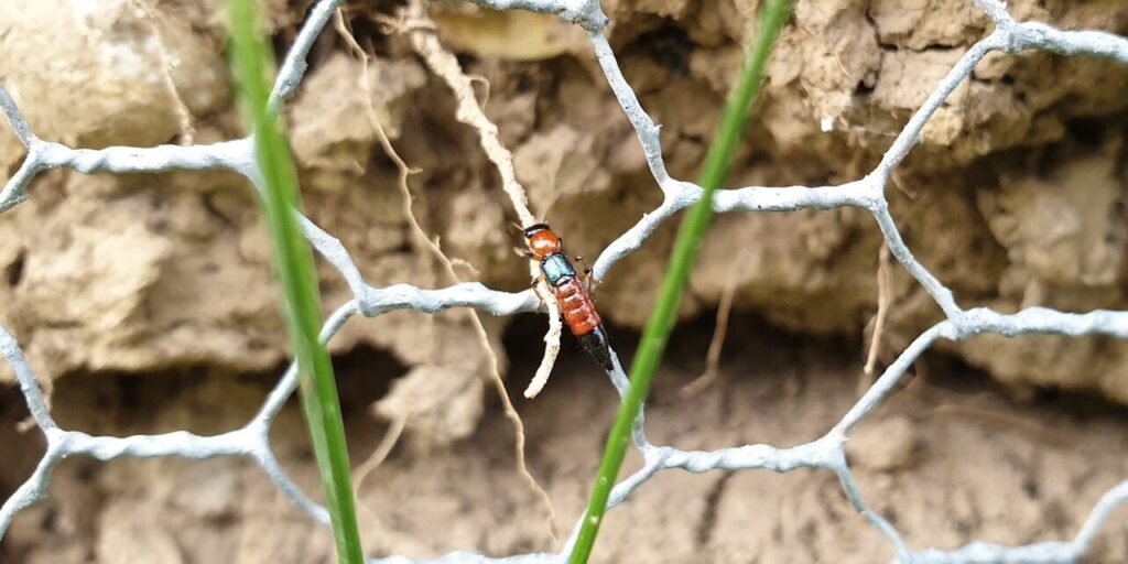 the banks in the short-wing aircraft, insect, paederus littoralis, common bank robbers, short wing, the bank robber